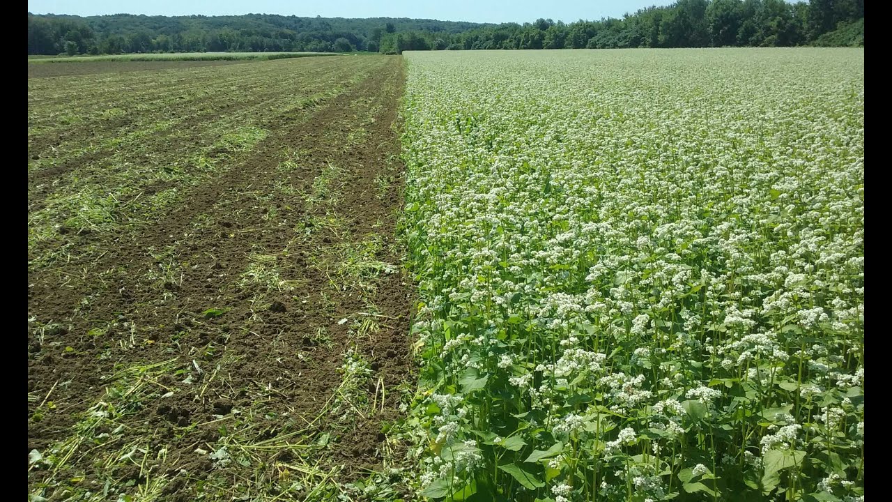 Cover Crops in Primavera