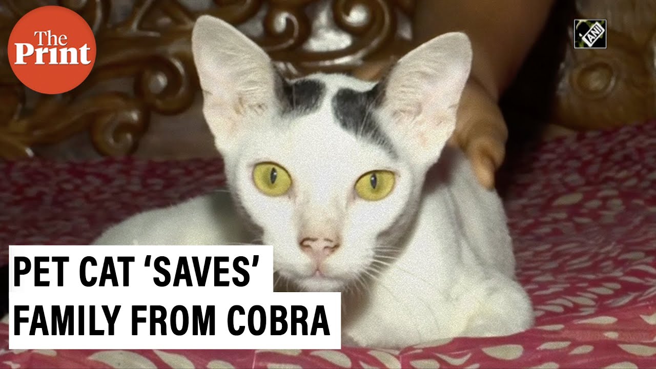 Pet cat stands guard, &lsquo;saves&rsquo; family from cobra