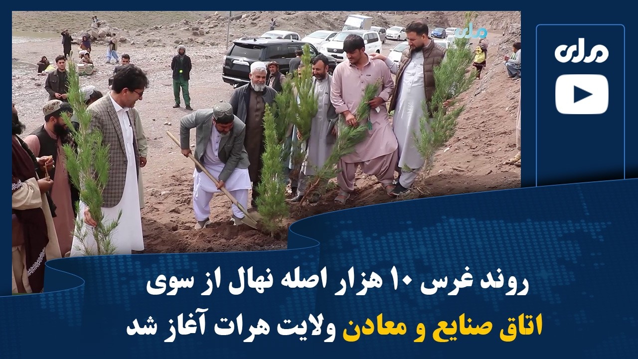 روند غرس ۱۰ هزار اصله نهال از سوی اتاق صنایع و معادن ولایت هرات آغاز شد