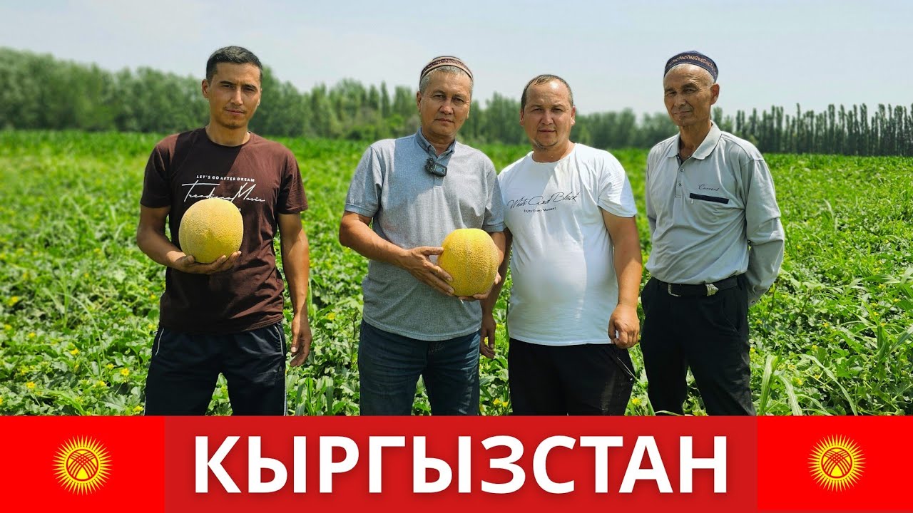 БИЗ КЫРГЫЗСТАНДАМИЗ. ЭРТАКИ EYLUL F1 КОВУН ПИШДИ.
