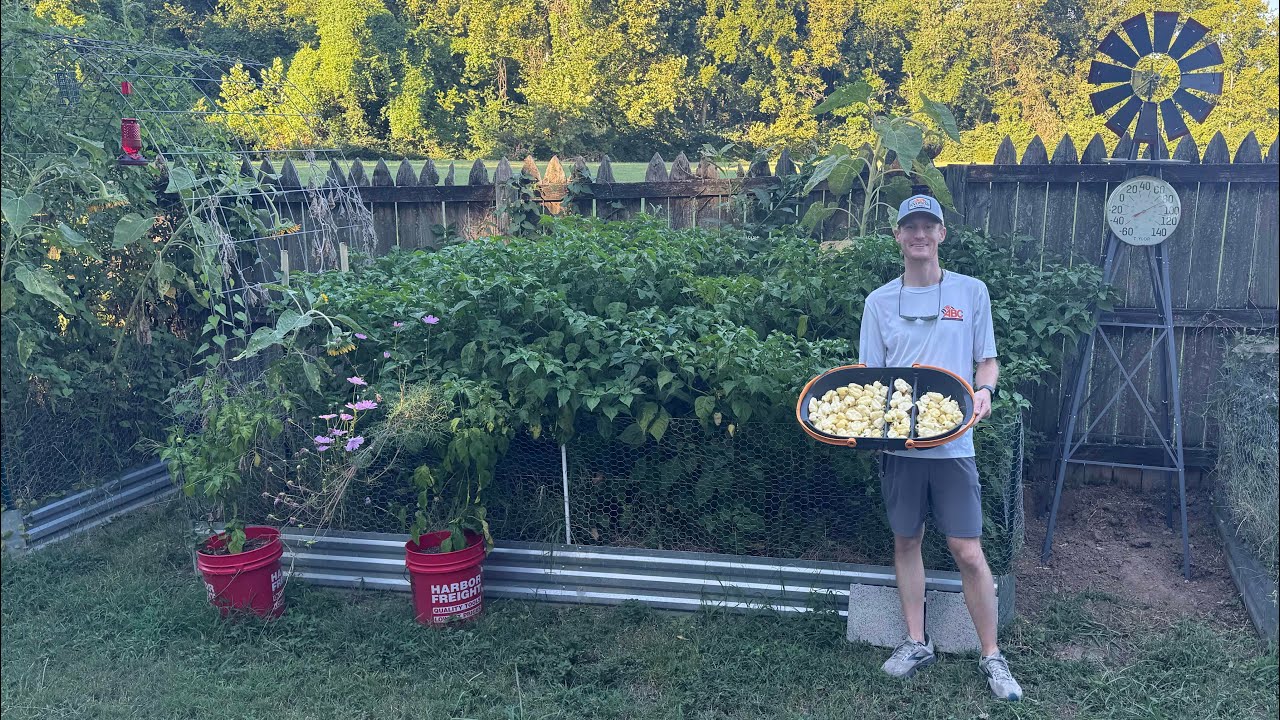 2 Months of Growing and Harvesting Hot Peppers! 