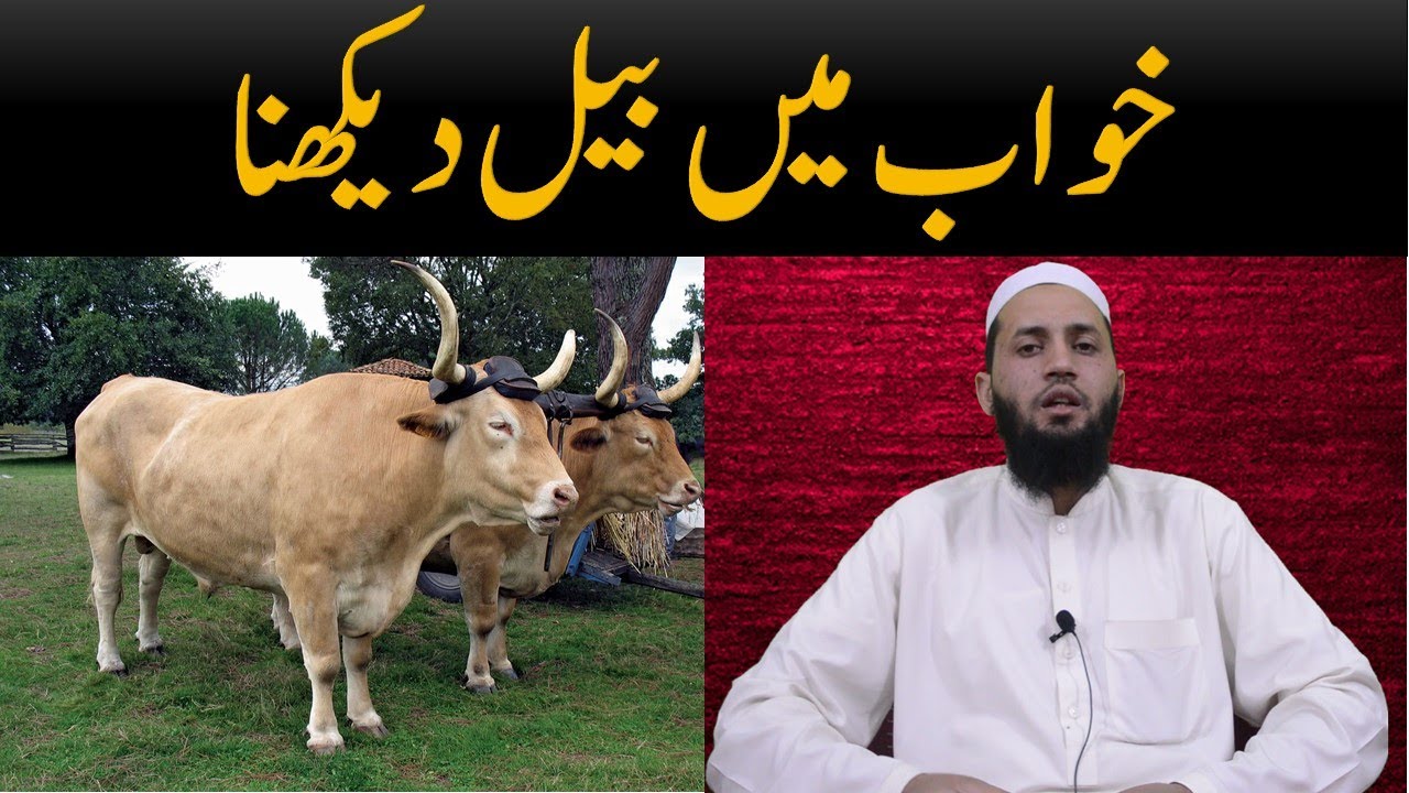 khwab mein bail dekhna || bull dream meaning || khwab mein bail dekhna | خواب میں بیل دیکھن کی تعبیر