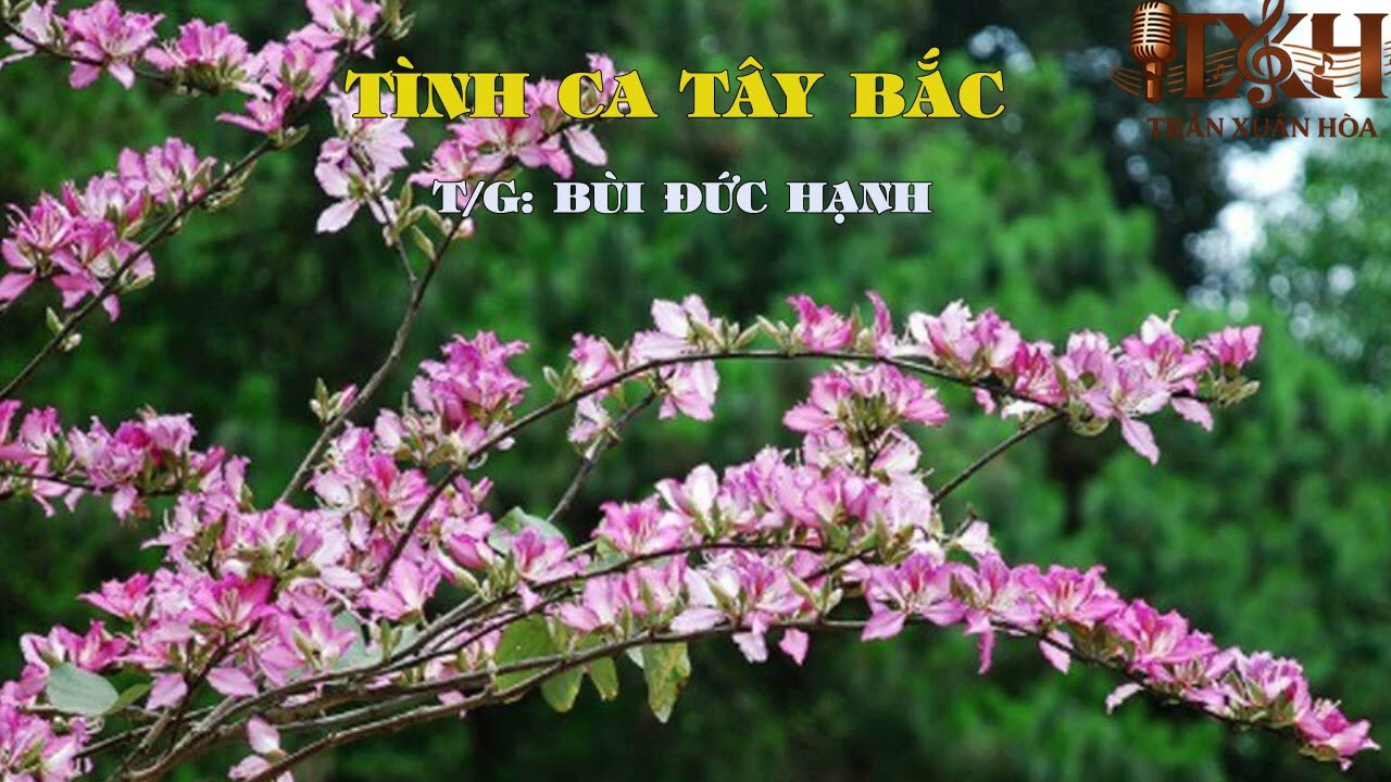 TÌNH CA TÂY BẮC - Trần Xuân Hòa