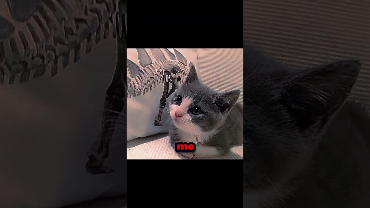 CUTE KITTENS TREND ❤️😅