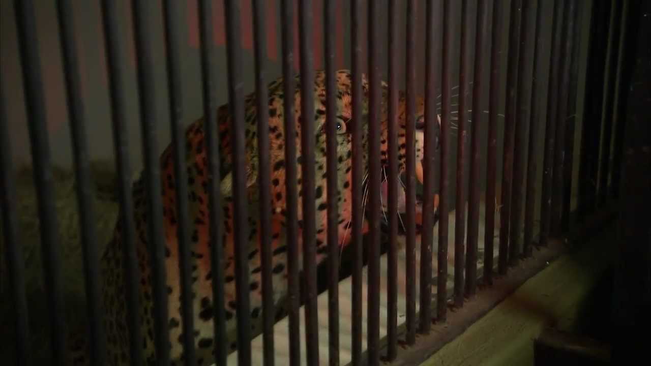 Male leopard at The Moholoholo Rehabilitation Centre - outtake on 