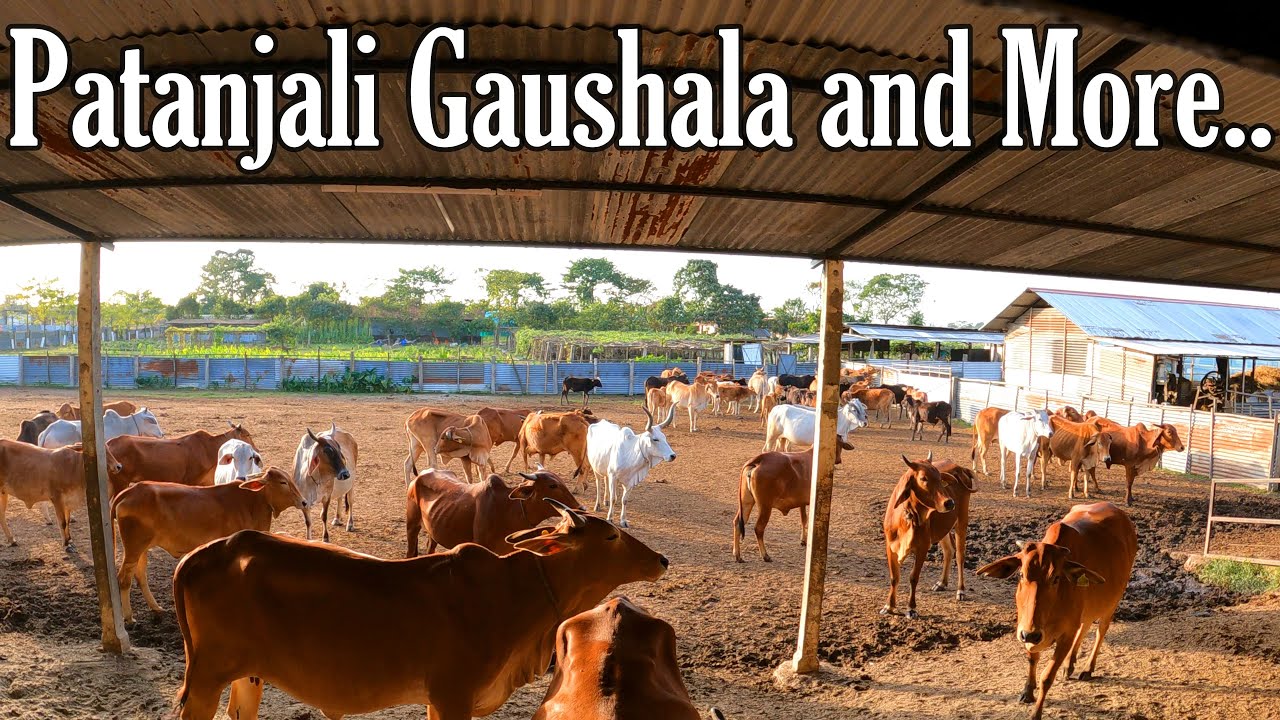 Patanjali Gaushala Bongaigaon | Patanjali Roumari | Baba Ramdev Patanjali | Places in Bongaigaon