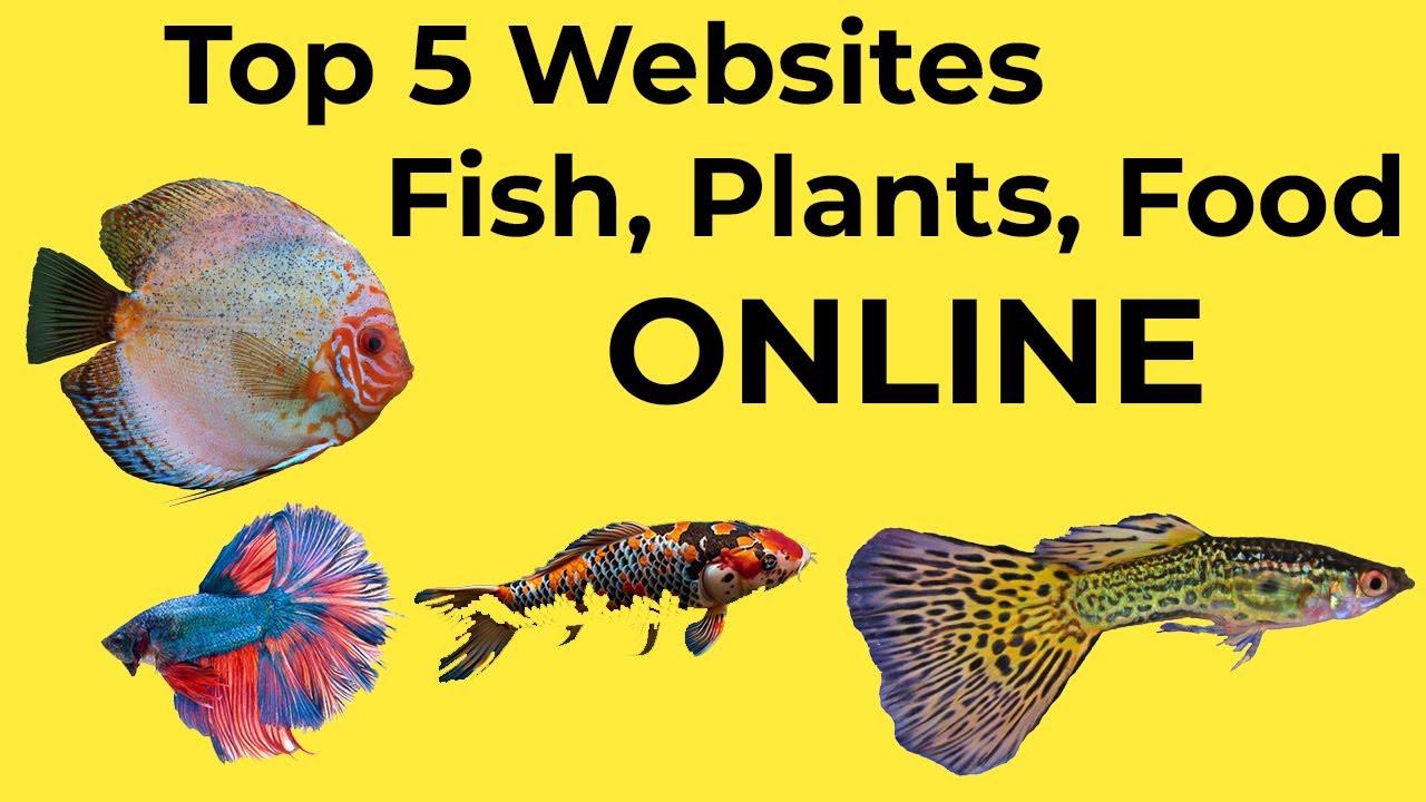 Top 5 Website to Buy Aquarium Fish, Plant, Food, Filter, Heater, Soil, Shrimp in India