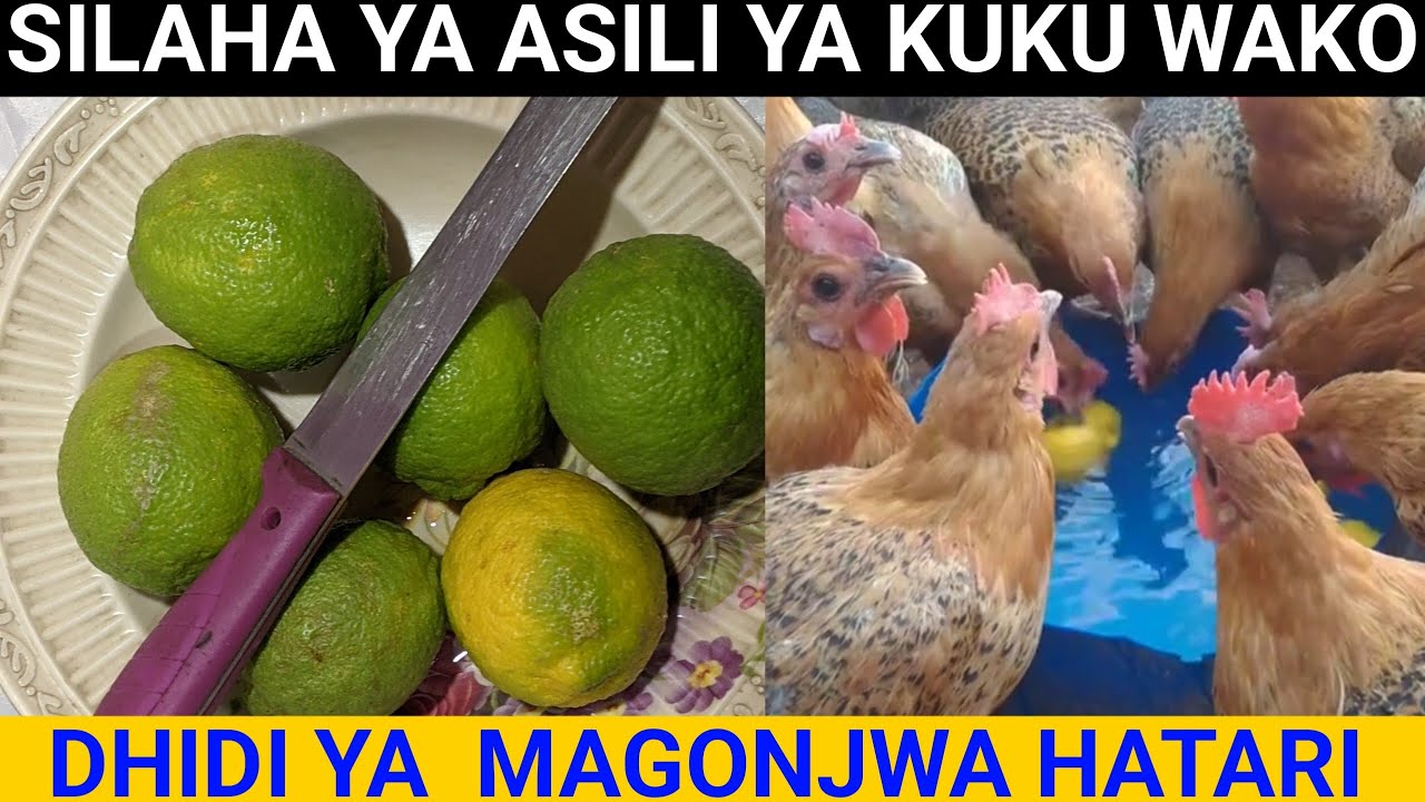 Umuhimu wa Limao kwa Kuku – Siri ya Kuongeza Afya na Kinga Asili