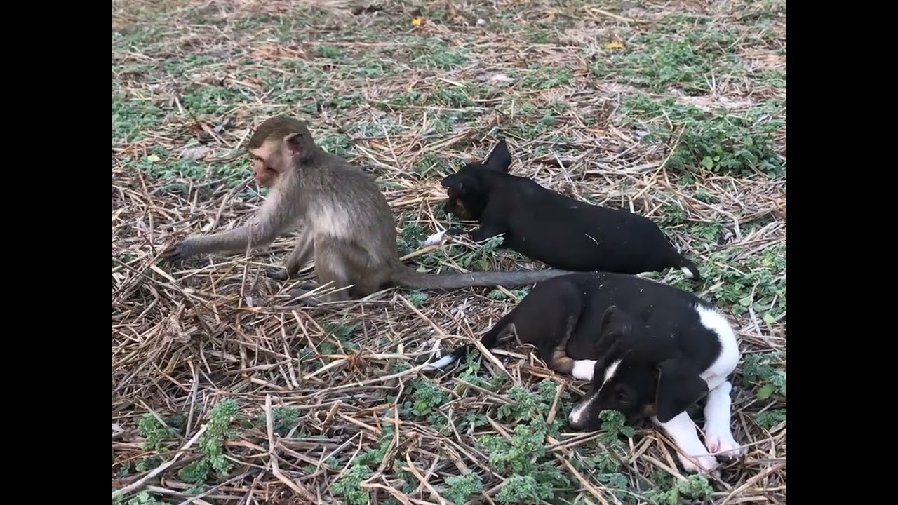 Monkey Daily Show