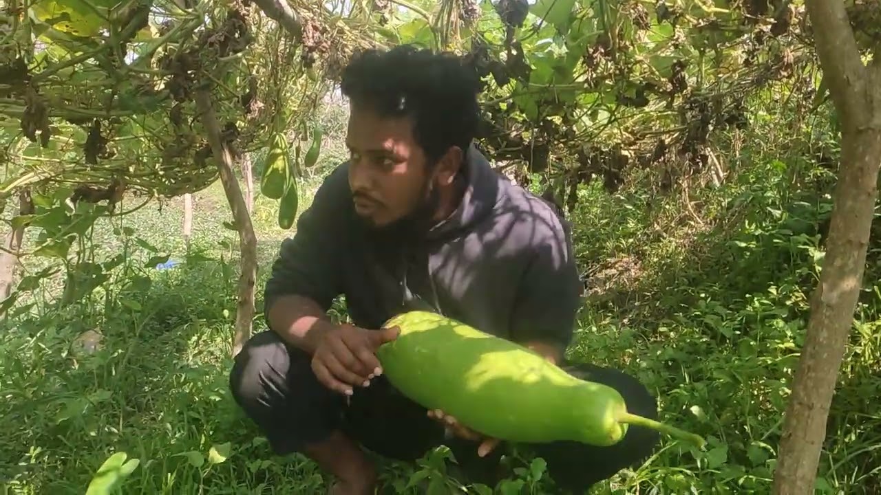 গ্রামীণ পরিবেশে নিজেদের গাছের লাউ ও বেগুন#food #vegetable #nature 
