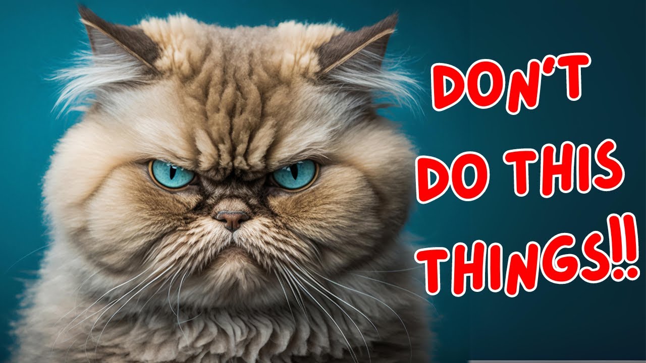 9 Things Cats Hate: Avoid These Common Mistakes with Your Feline Friend [English]