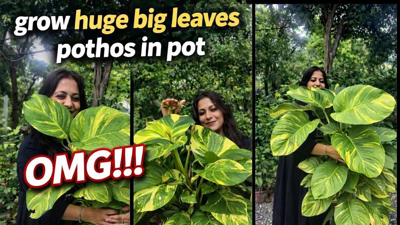Grow Giant Pothos & Giant Pothos leaves in containers॥ मनीप्लांट के पत्ते कैसे बड़े करे