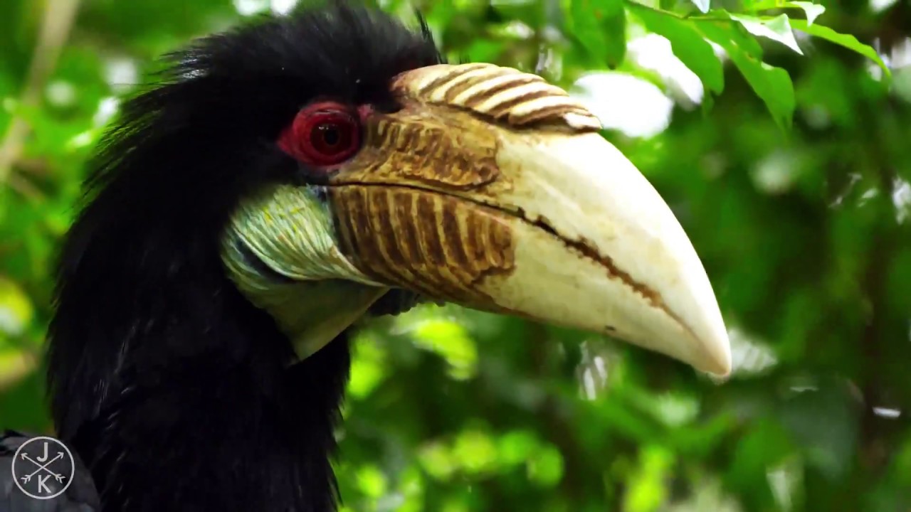 WILDLIFE IN 4K ULTRA HD Full HD
