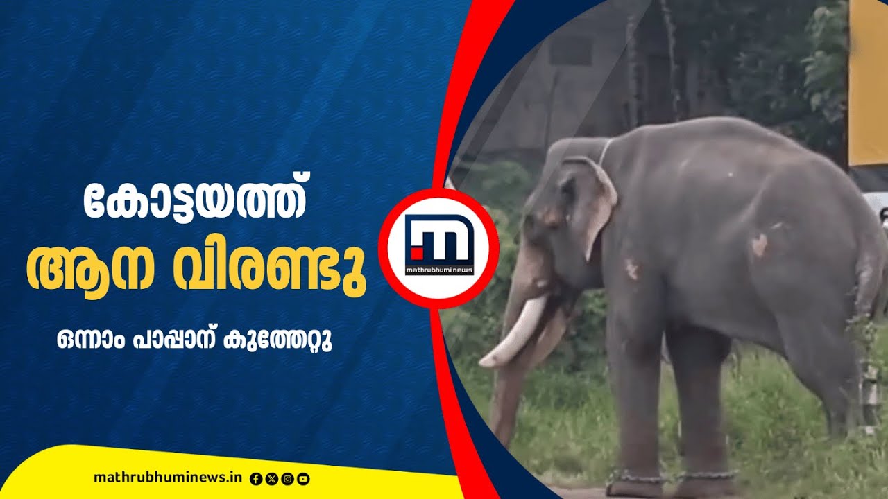 കോട്ടയത്ത് ആന വിരണ്ടു; ഒന്നാം പാപ്പാന് കുത്തേറ്റു | Kottayam | Elephant