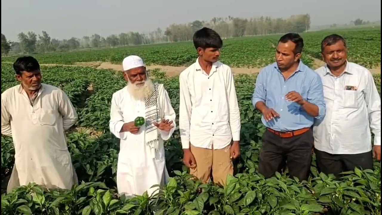 Ankita Variety  of Shimla Mirch (capsicum) .