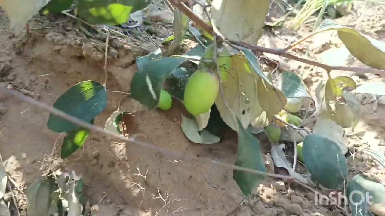 @MRINDIANHACKER @YouTube @viralvibes-d2g @DisneyWorld-e9k @AvadhiComedyExpress @DisneyWorld-e9k 