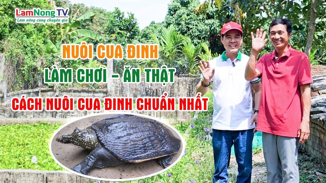 Khám Phá Mô Hình Nuôi Cua Đinh Tại Nam Bộ - Kỹ Thuật Và Kinh Nghiệm Thực Tế Nuôi Cua Đinh Chuẩn