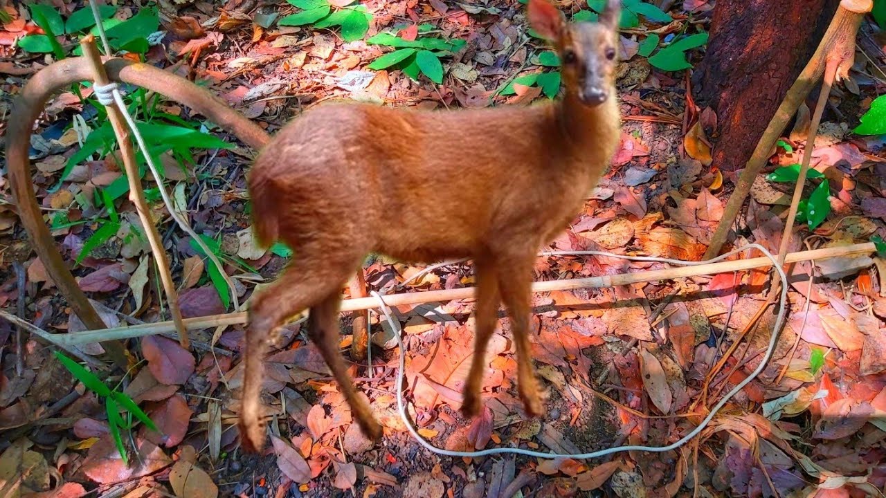 ARMADILHA DE SOBREVIVÊNCIA PARA PEGAR VEADO