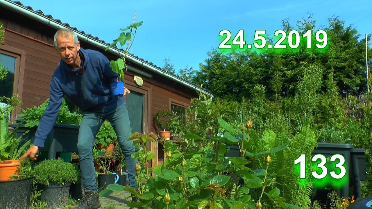 Gurke einpflanzen mit einer Spezialerde für selber Macher Biologisch ganz einfach gemacht
