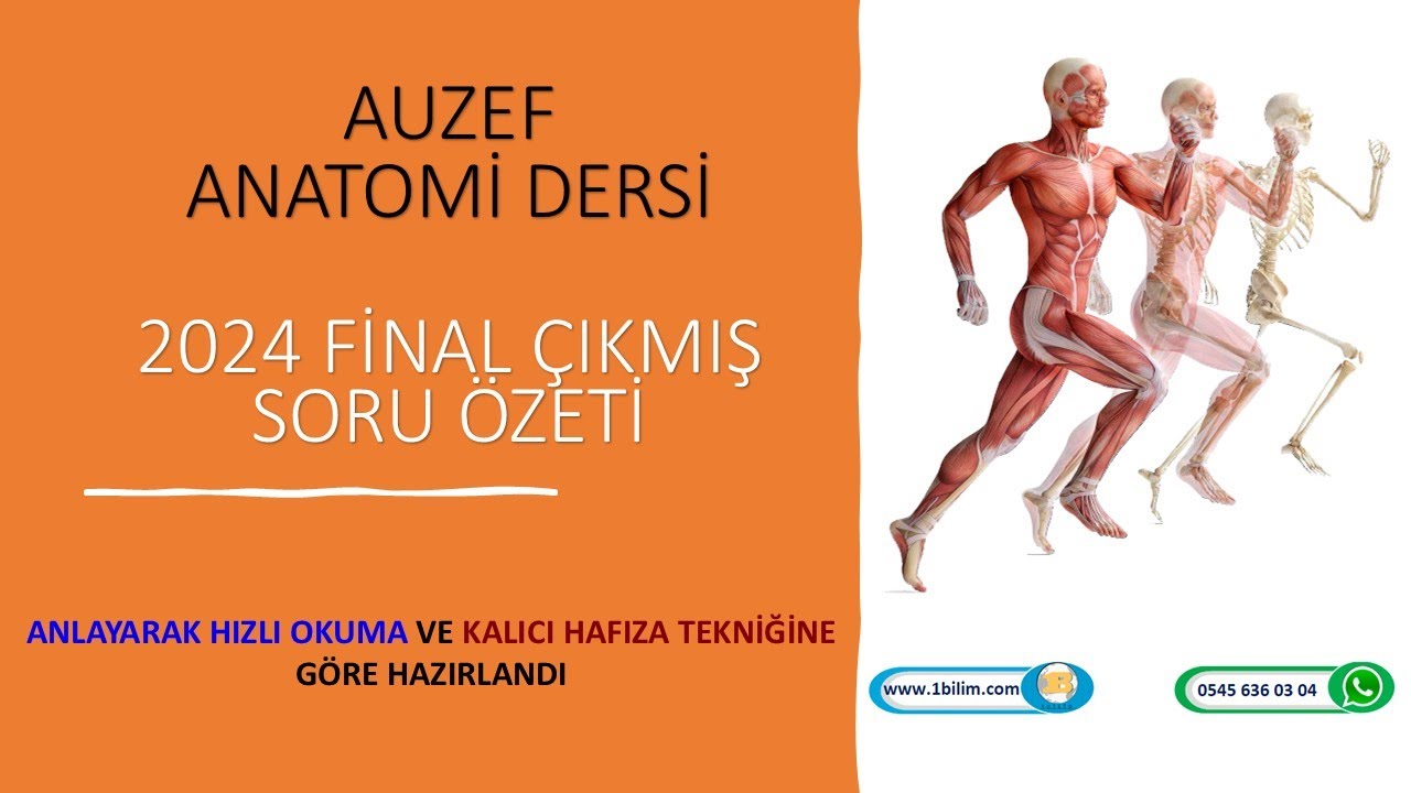 Anatomi 2024 Final (Dikkat Sınavda Çıkabilir)
