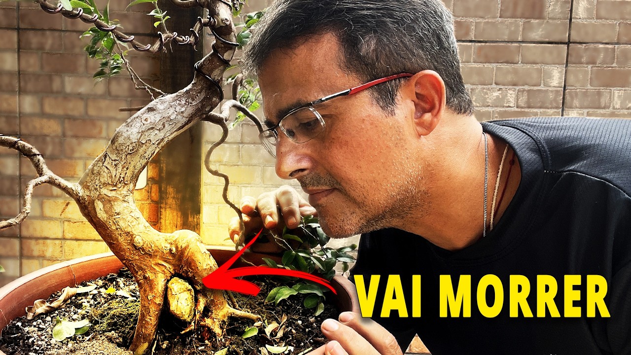 Resgatei Essa Jabuticaba na Pedra Morrendo — O Que Fiz Pra Salvar??