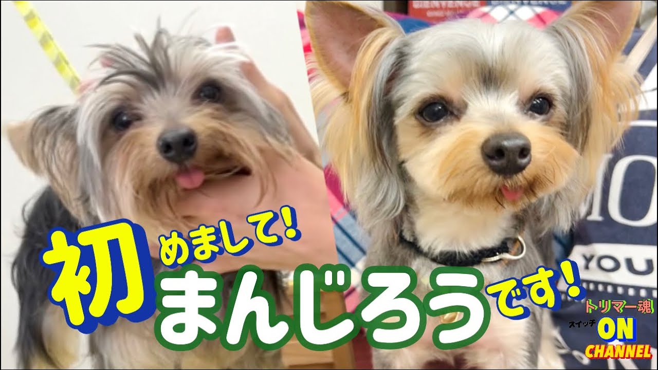 かわいいヨーキー初めてのトリミング 大変だったお顔カット。どうする店長？他。