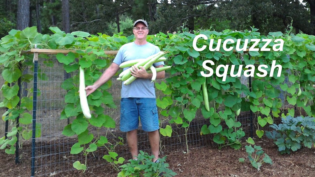 Cucuzza - Sicilian Squash/Gourd