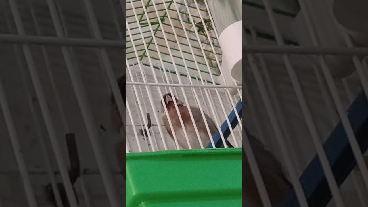 وليدي حسني 🐦 المقلش 😁💞