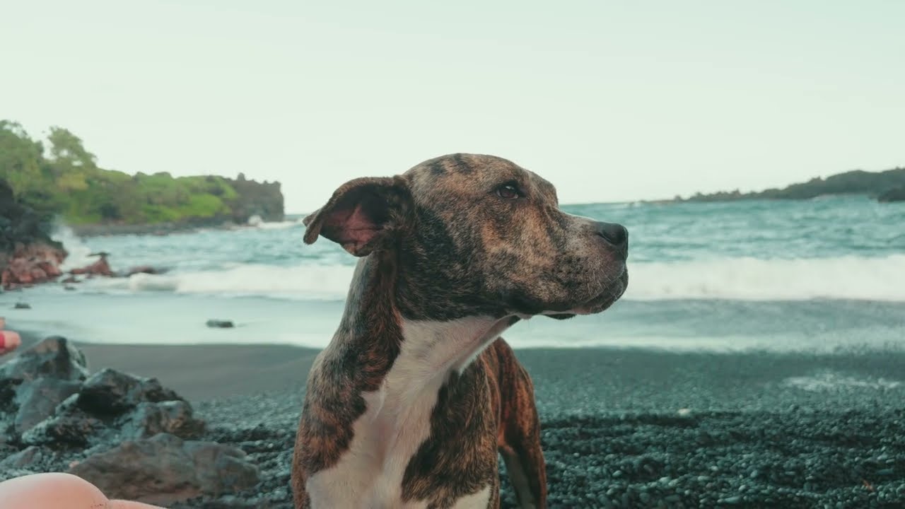 HAWAII Cinematic 4K Video | iPhone 15 Pro Max | ProRes Log