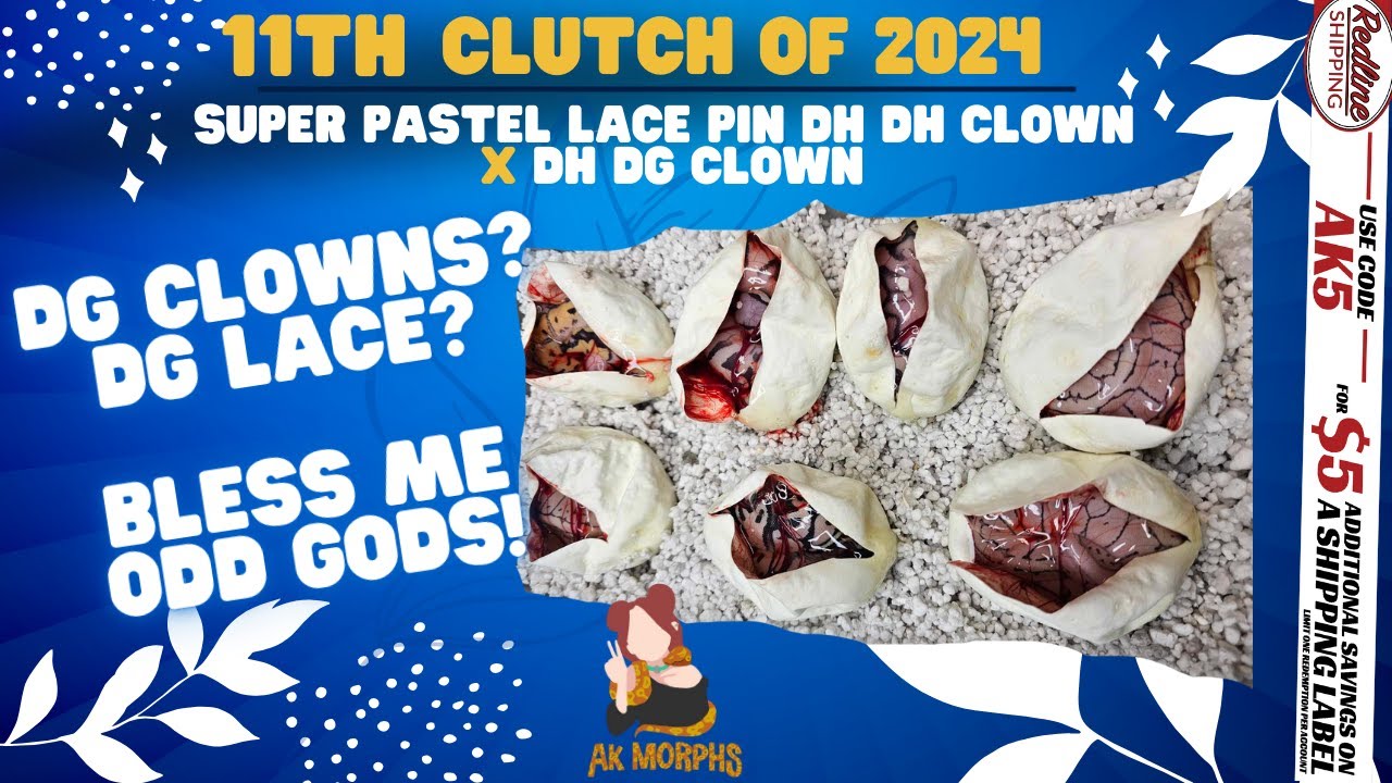 Lace DG Clown Egg Cutting