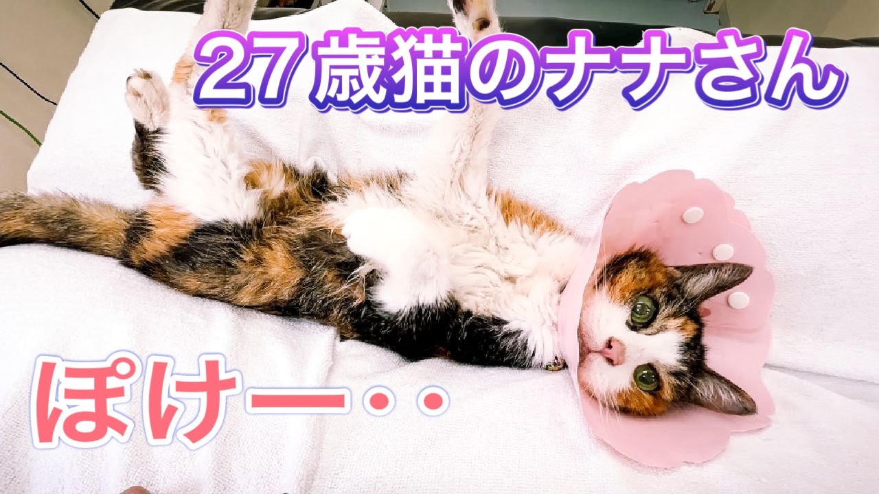 マットの上で放心状態になるナナさんが尊い…【27歳猫のナナさん】