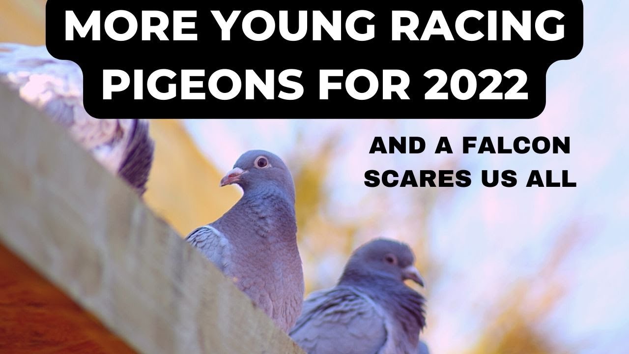 6 More Young Racing Pigeons for 2022 Team. HTTYP Ep 9