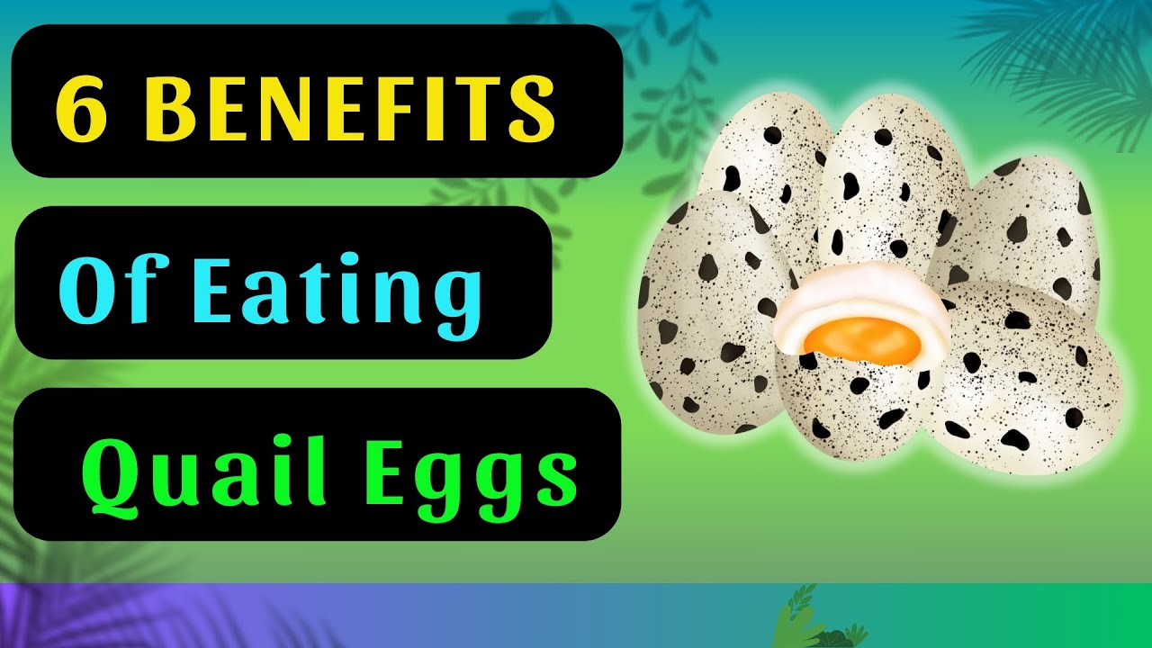 6 PROVEN Benefits of Eating Quail Eggs &ndash; Incredible Superfood for Your Health| Healthy Life 88