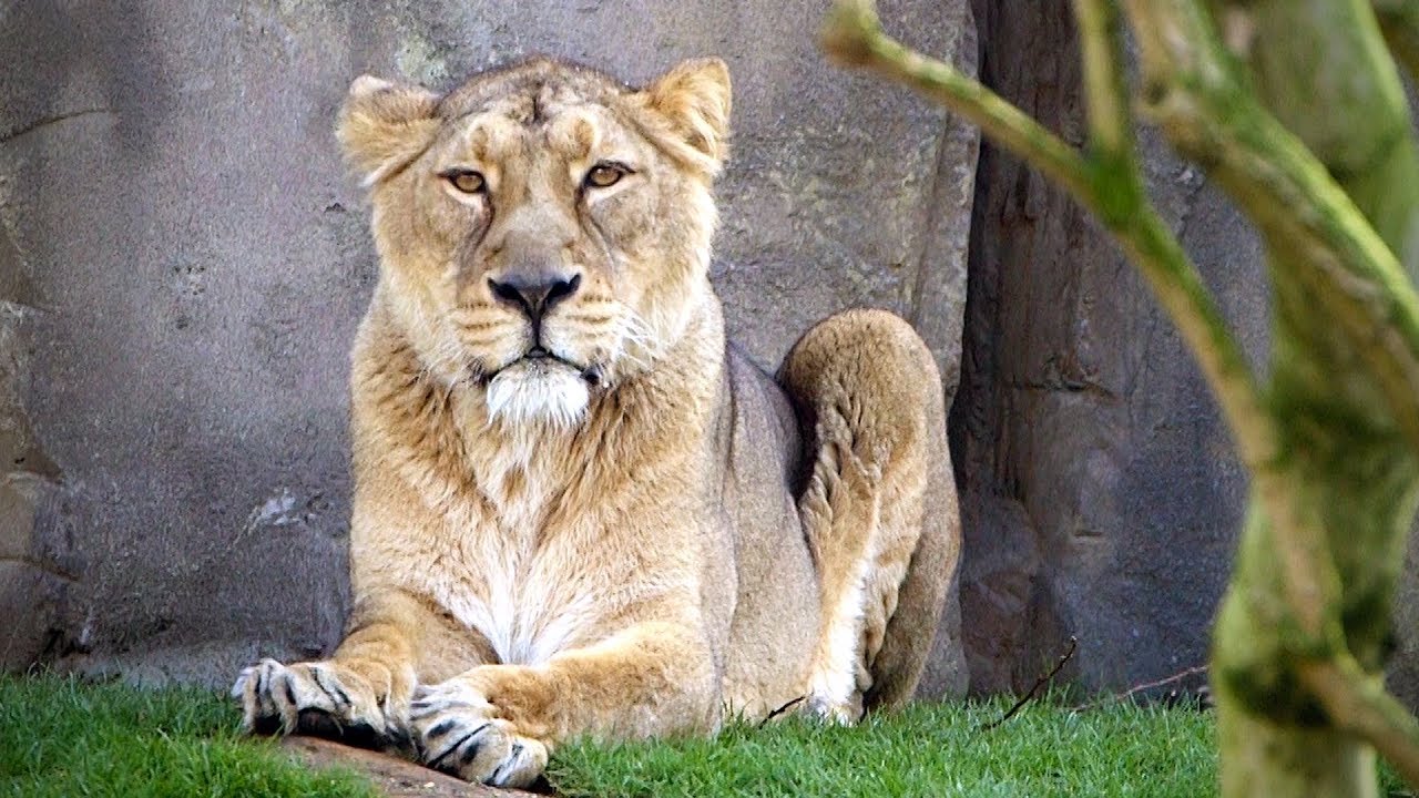 Land of the Lions | Making Nature: How we see animals