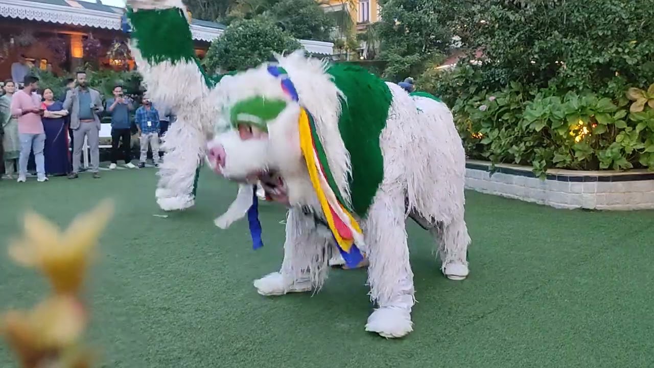 snow lion dance by gangjong doeghar at may fair kalimpong