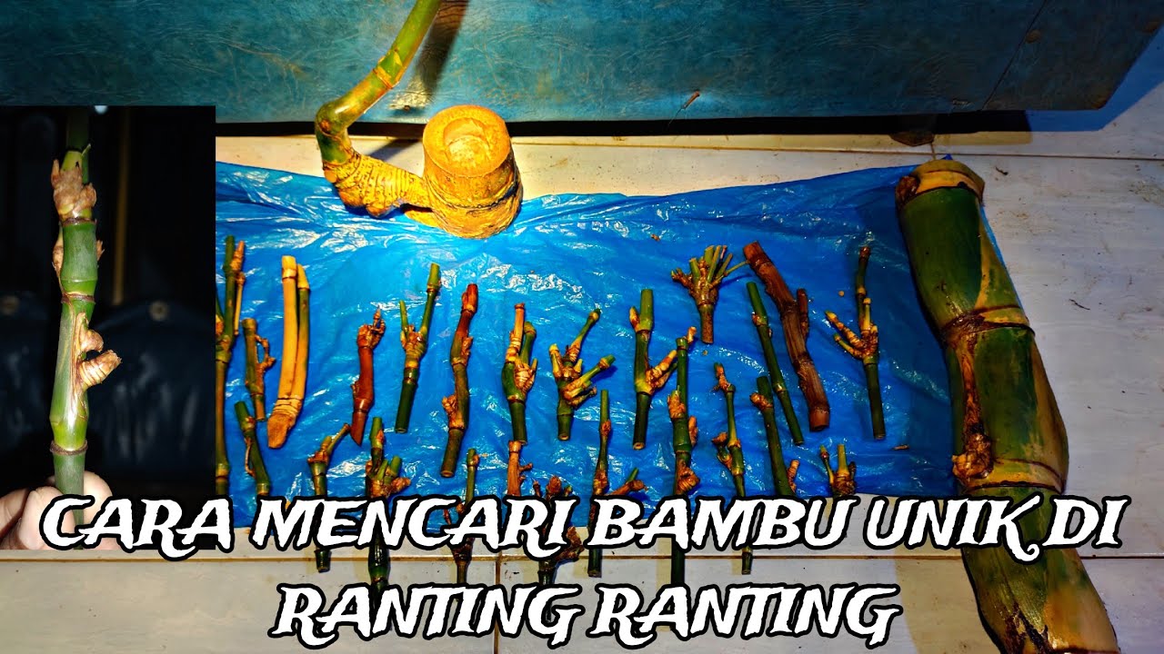 BERUNTUNG SEKALI NEMU BAMBU UNIK PETUK JALU, JALU RANTING BAMBU JALU