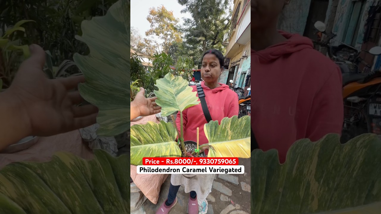 World’s Most Wanted Plant! 😱 Rare Caramel Marble at Minoti Dir Nursery 