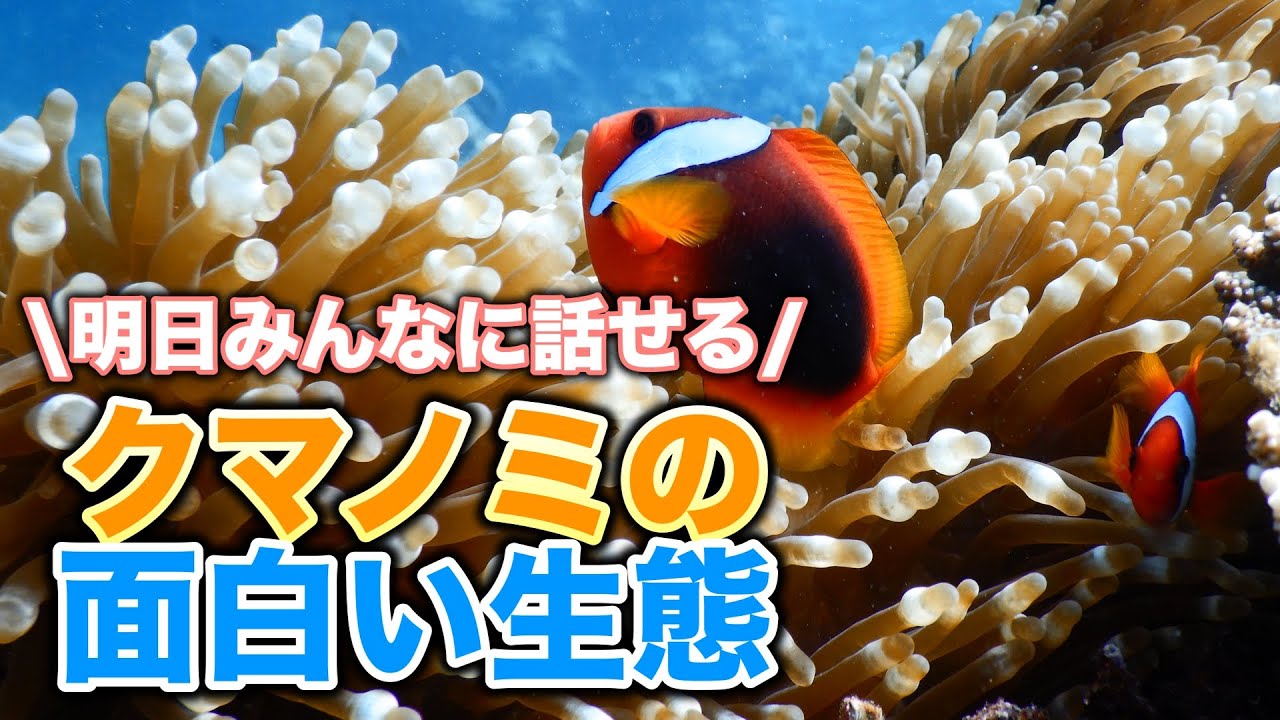 クマノミはどんなお魚？日本で見られる全6種の見分け方や生態などを解説します