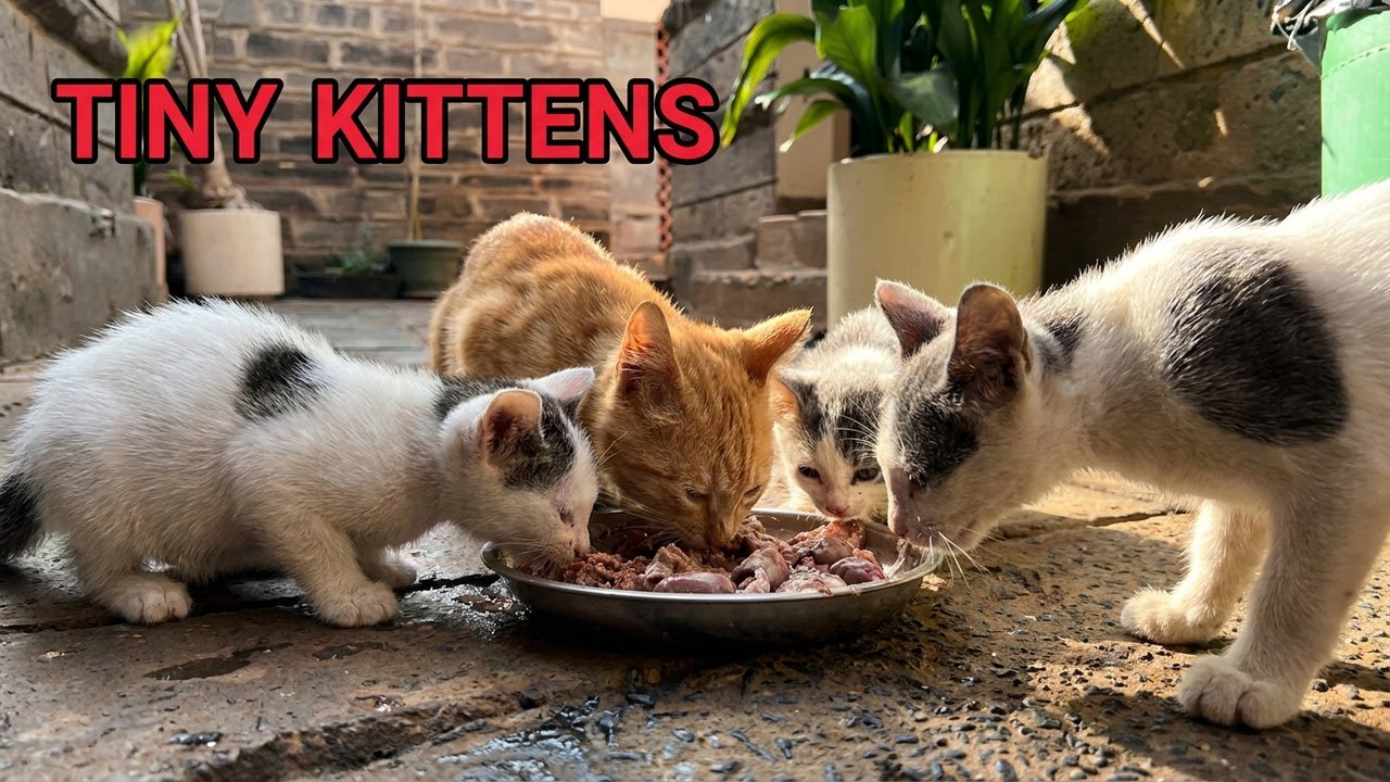 Tiny Kitten Eating Funny Sound | Homemade Wet Food Outdoor ASMR
