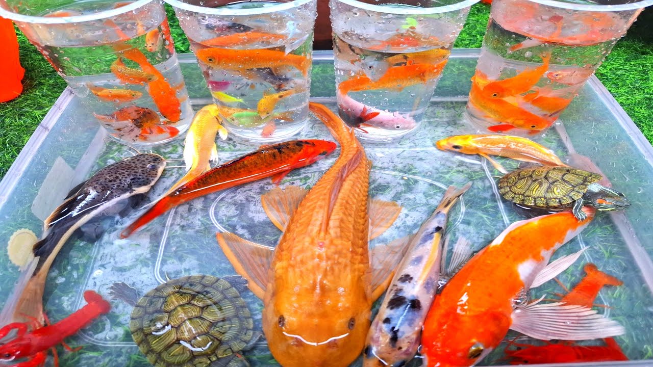Распаковка декоративных рыбок: бойцовых рыбок, карпов кои, гуппи, золотых рыбок, карпов, сомов-ал...