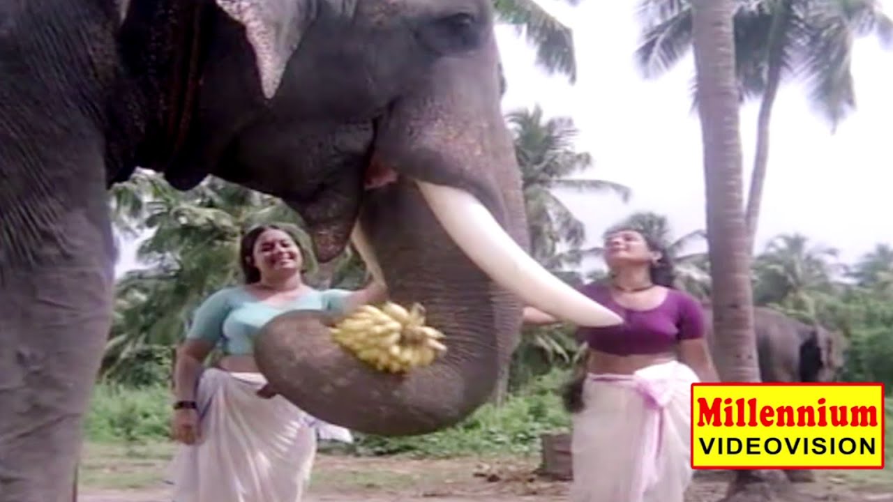 Malayalam Evergreen Film Song | Maarimukilin | Guruvayur Kesavan | P. Madhuri