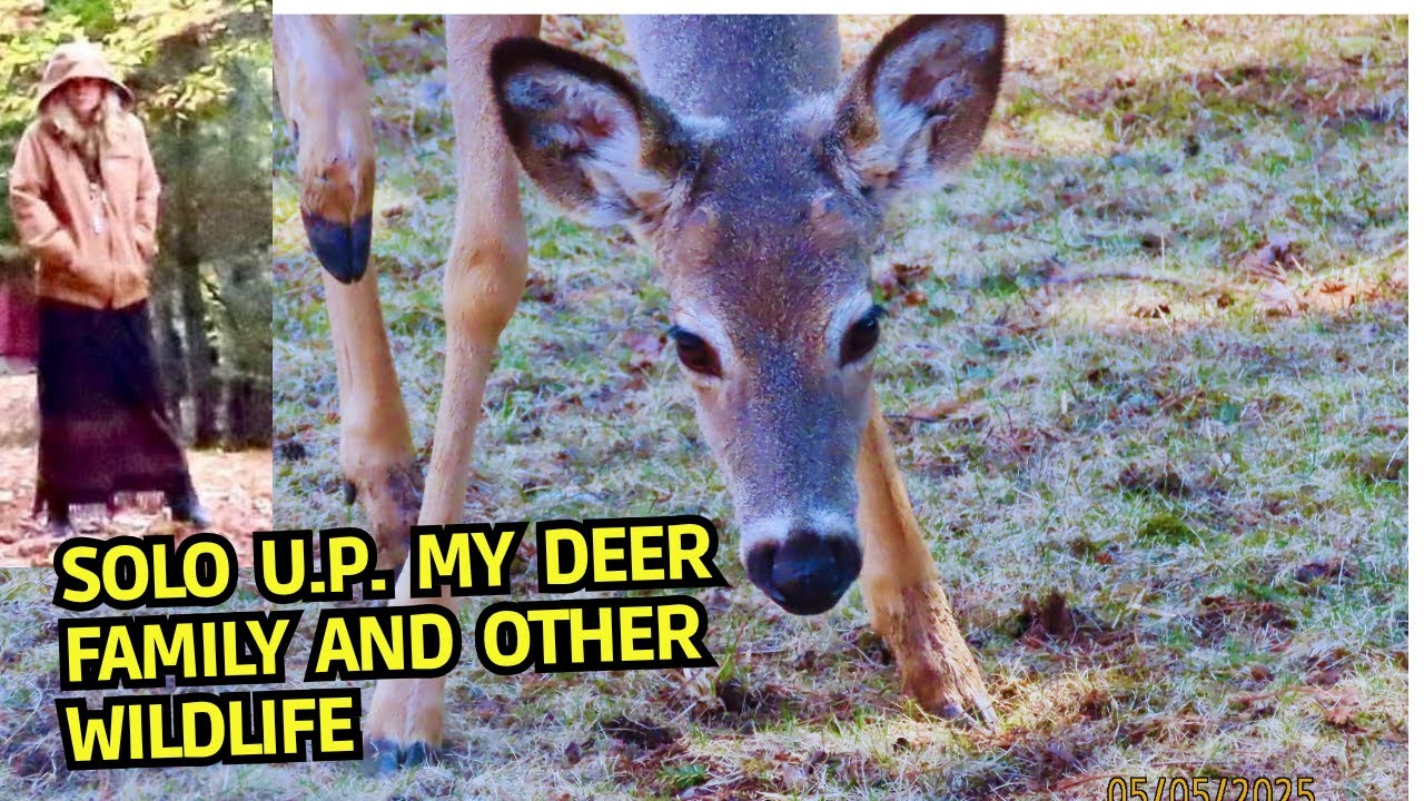 Solo U.P. - My Deer Family and Other Wildlife