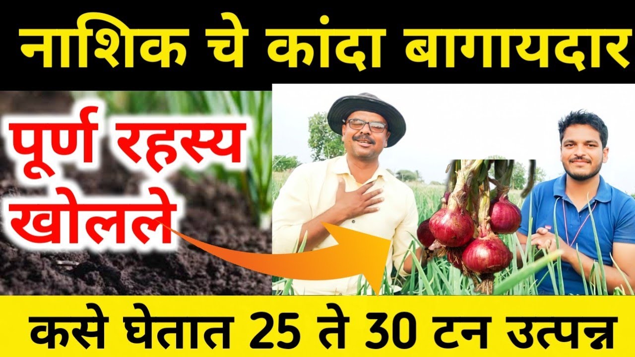 नाशिक चे कांदा बागायदार शेतकरी कसे घेतात एकरी 25 ते 30 टन उत्पन्न / Nashik Kanda shetkari