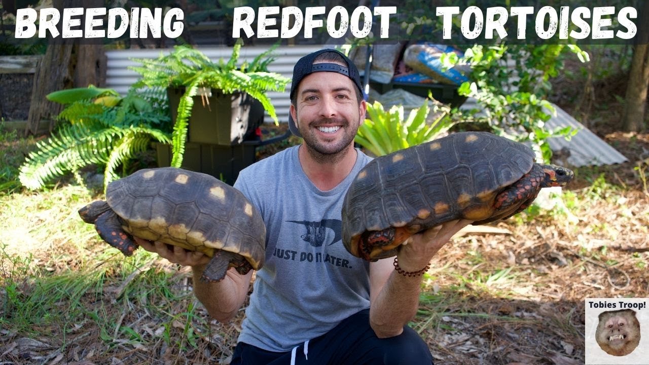 Breeding Redfoot Tortoises