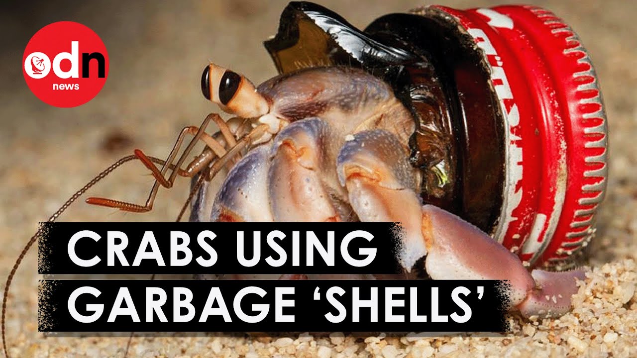 Hermit Crabs Wearing Plastic Waste Shells