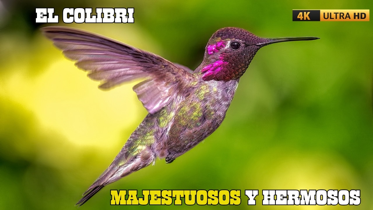 EL REINO DE LAS AVES: El COLIBRÍ La AVE Más Pequeña y Hermosa del PLANETA | DOCUMENTAL