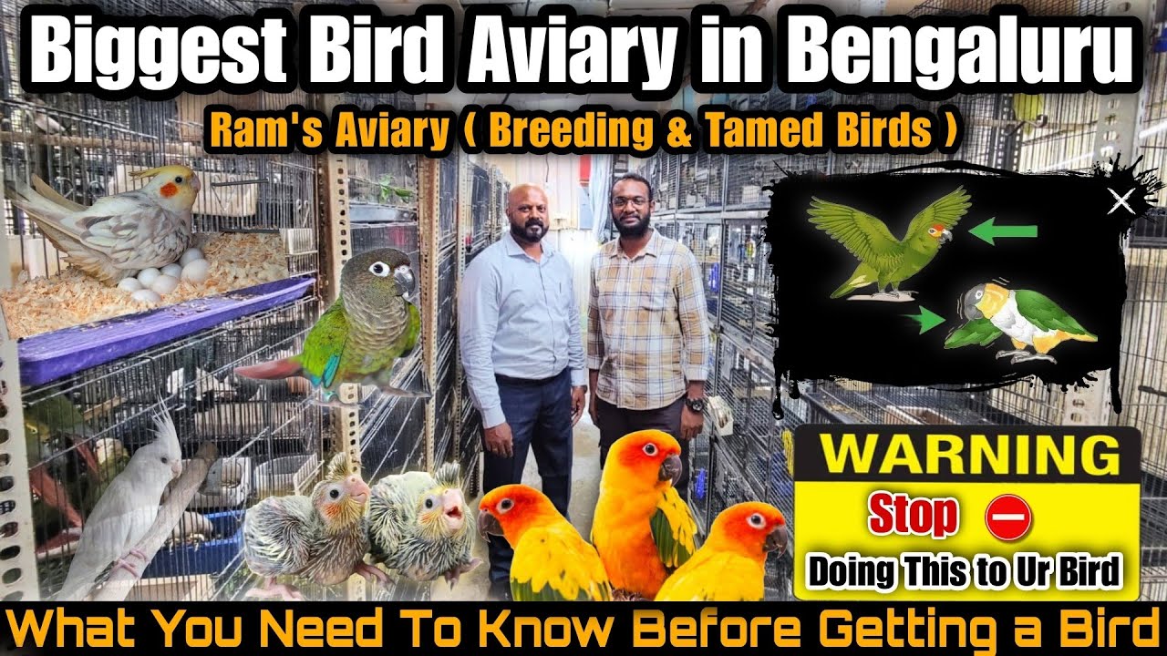 Biggest Birds Aviary in Bengaluru | ❗️ 😨 Watch this video before buying a bird 🐦🕊  | Ram's Aviary