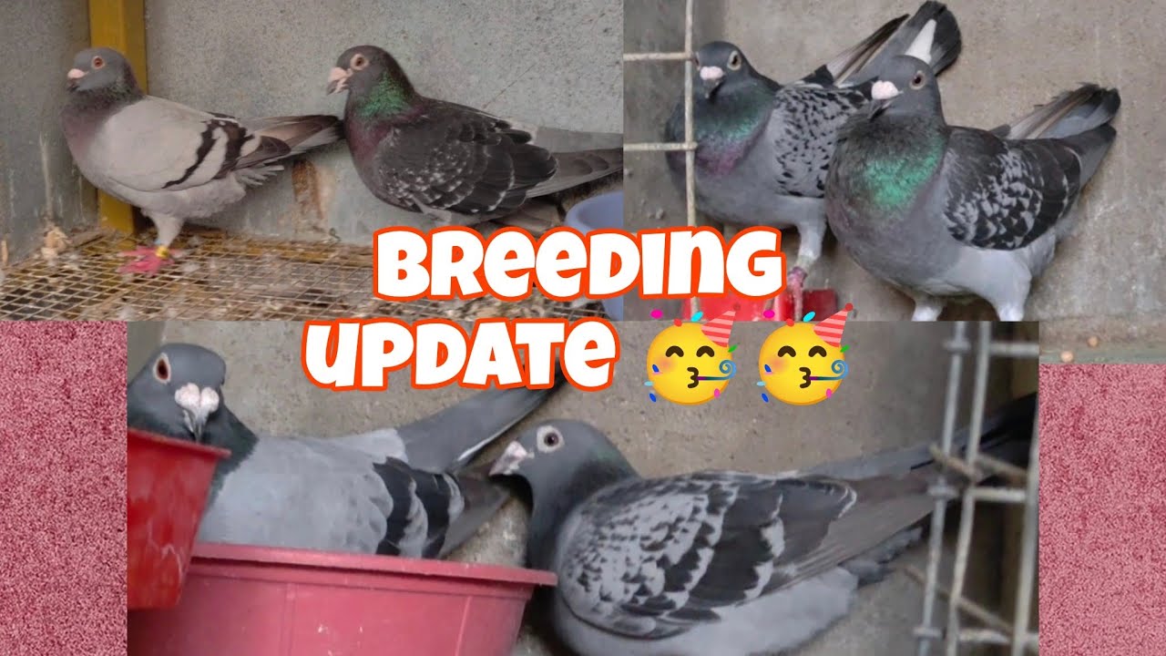Breeding update 😁 finally for you guys #pigeonbreeders #racinghomerpigeon 