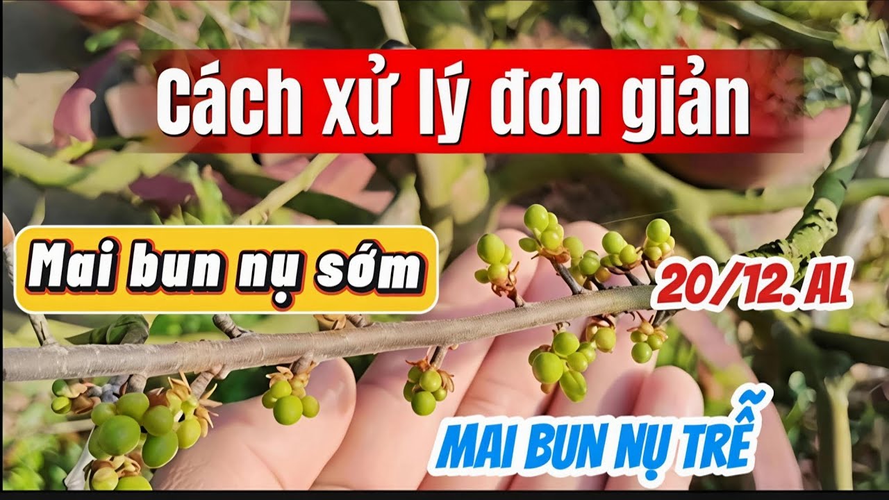 Mai bun nụ sớm, bun nụ trễ. Cách khắc phục hiệu quả. 20/12.AL