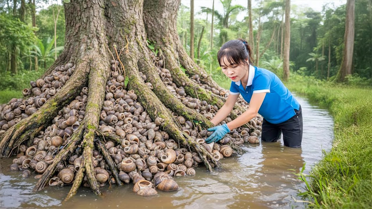 Recolhi Toneladas de Caracóis-Dourados nos Campos e Levei ao Mercado – Colheita Selvagem